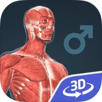 Human body (male) educational VR 3D