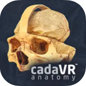 cadaVR anatomy